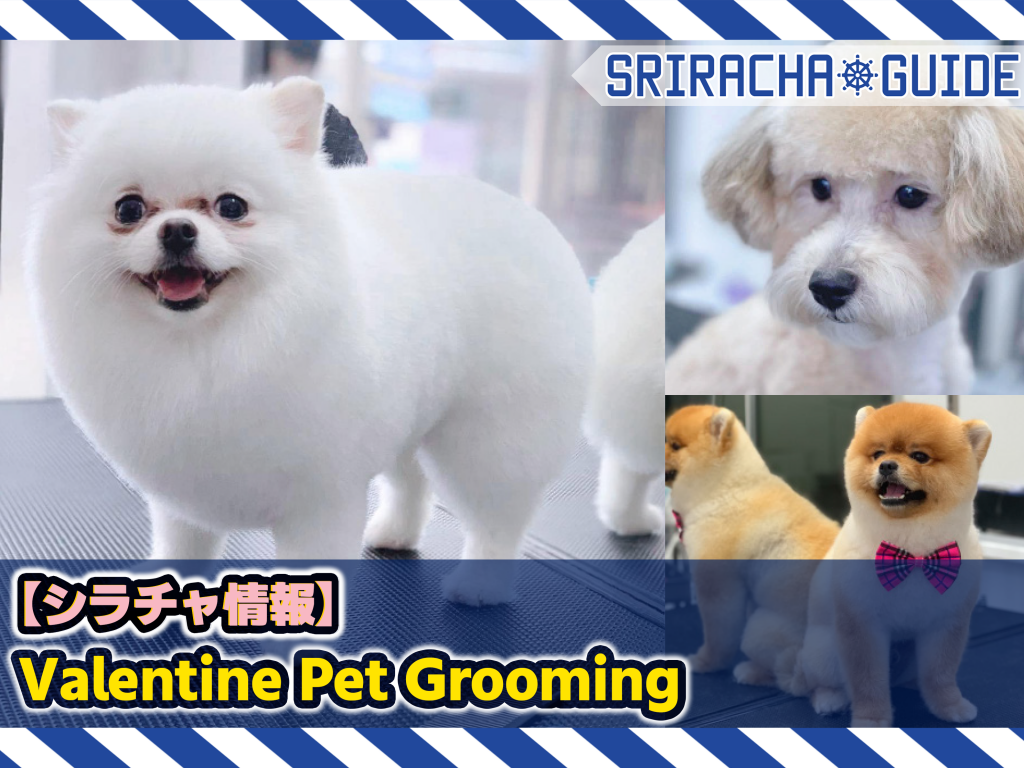 【シラチャ情報】「Valentine Pet Grooming」をご紹介！