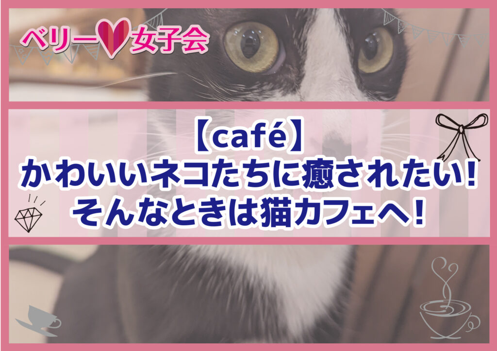 【café】かわいいネコたちに癒されたい！そんなときは猫カフェへ！