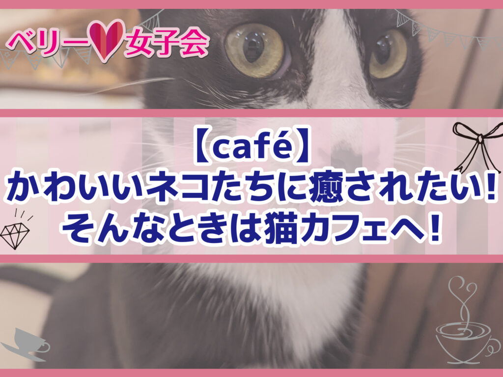 【café】かわいいネコたちに癒されたい！そんなときは猫カフェへ！