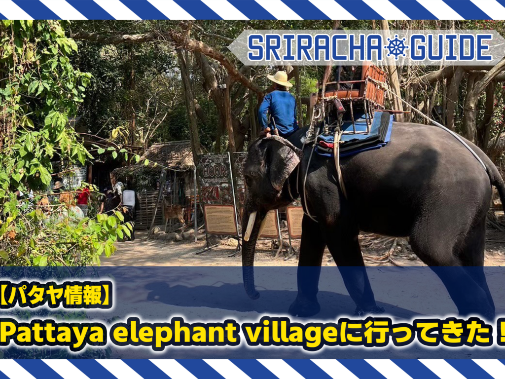【パタヤ情報】Pattaya elephant villageに行ってきた！