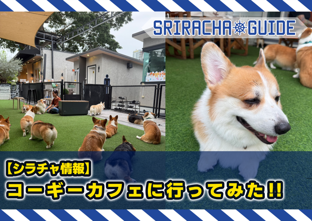 【シラチャ情報】ウェルシュコーギーカフェに行ってみた!!