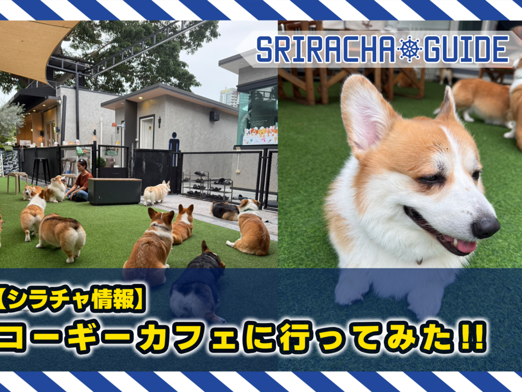 【シラチャ情報】ウェルシュコーギーカフェに行ってみた!!