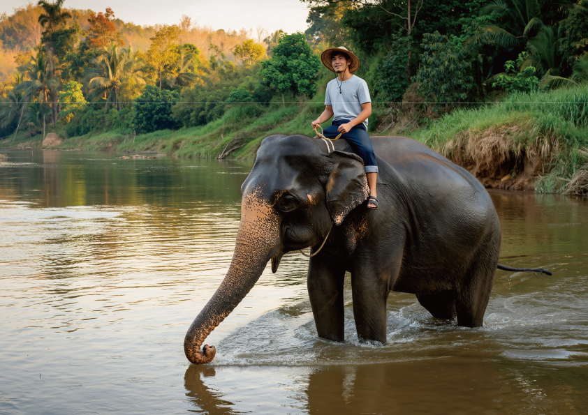 ラオスのルアンパバーンで象の運転免許所が取れる！？象使いトレーニングツアーに参加してみよう！
