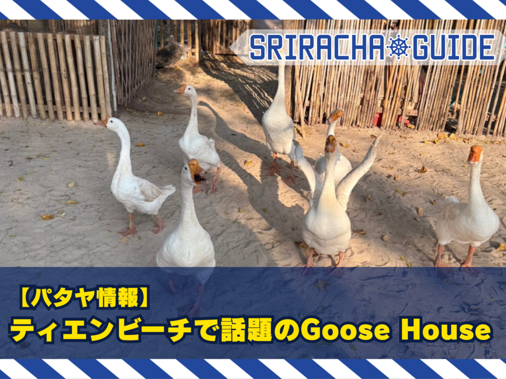 【パタヤ情報】Goose Houseに行ってみた！海辺でガチョウに会える癒やしスポット